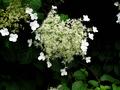 Climbing Hydrangea