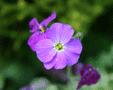 Aubrieta - Argenteovariegata