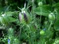 Love-in-a-Mist