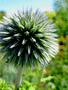 Globe Thistle - Veitch's Blue