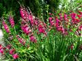 Penstemon - Burgandy