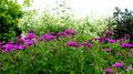 Armenian Cranesbill - Arnenum