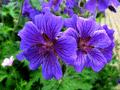 Armenian Cranesbill - Sabani Blue