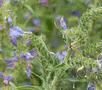 Vipers Bugloss