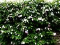 Actinidia