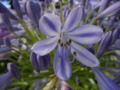 African Lily