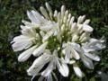 African Lily - Albus