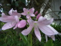 Belladonna Lily