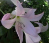 Belladonna Lily