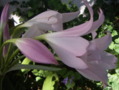 Belladonna Lily