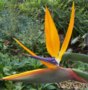 Bird Of Paradise