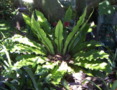 Crows-nest Fern