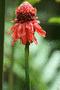 Red Torch Ginger