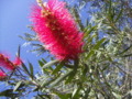 Bottle-brush