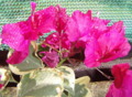 Bougainvillea