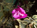 Bougainvillea