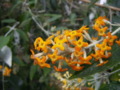 Butterfly Bush