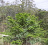 Bunya Pine