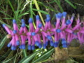 Variegated Bromeliad