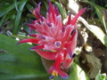 Bromeliad