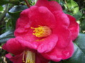 Camellia