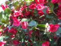 Camellia