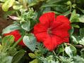 Petunia - Surfinia Patio Red