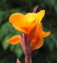 Canna Lily