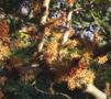 Carob Tree