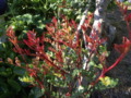 Carob Tree