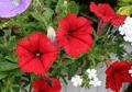 Petunia - Surfinia Patio Red