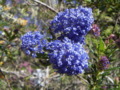 Ceanothus