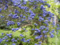 Ceanothus