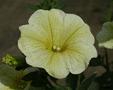 Petunia - Surfinia Victorian Yellow