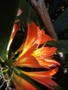 Bush Lily