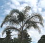 Cocos Palm