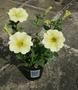 Petunia - Surfinia Victorian Yellow