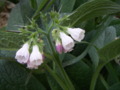 Common Comfrey