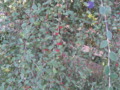 Cotoneaster