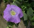 Petunia - Surfinia Sky Blue