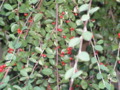 Cotoneaster