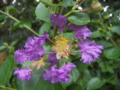 Crepe Myrtle