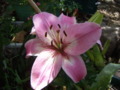 Crinum Lily