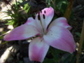 Crinum Lily