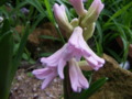 Crinum Lily