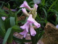 Crinum Lily