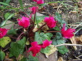 Cyclamen