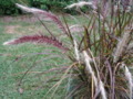 Dwarf Fountain Grass