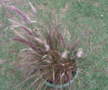 Dwarf Fountain Grass