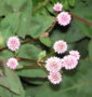 Erigeron